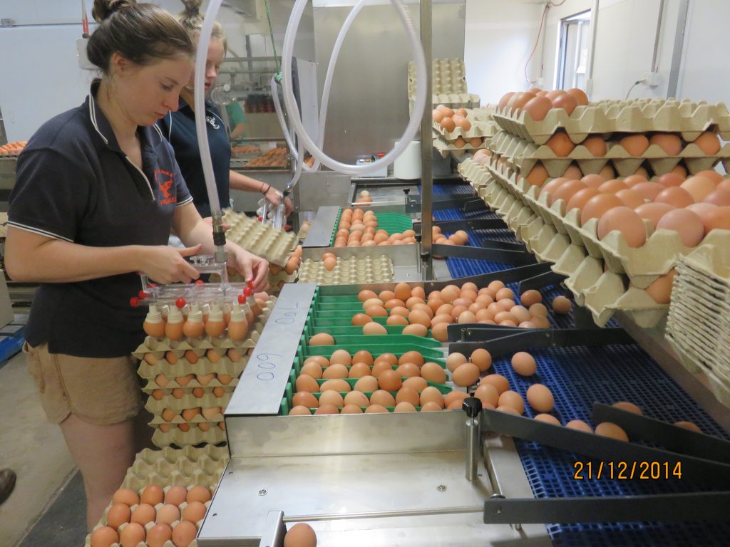 Working the egg packers