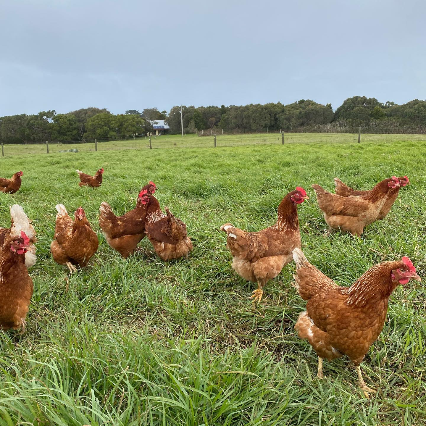 Hens graving at Inverloch Free Range Eggs