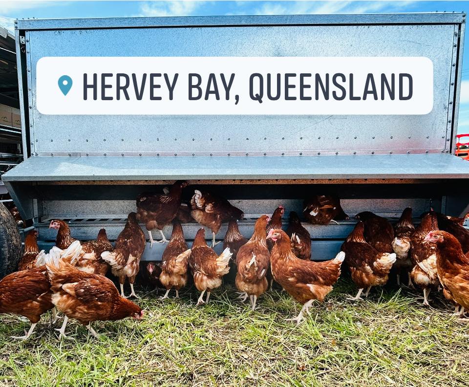 Lower Mountain Pasture Raised Eggs